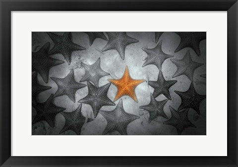 Framed Art Pop of Color Orange Starfish Wall Decor 18x24 Artwork
