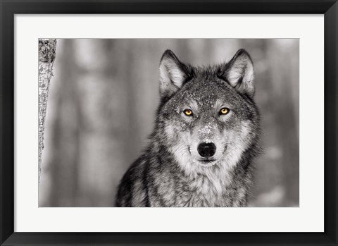 Framed Art Pop of Color Wolf Wall Decor 18x24 Artwork