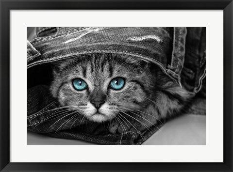 Framed Art Pop of Color Kitten Wall Decor 18x24 Artwork