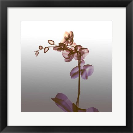 Framed Art Ombre Orchid X-Ray Wall Decor 18x24 Artwork