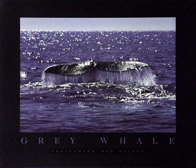 Whale Tale by Bob Talbot - Ocean Art Print for Coastal Home Decor 24x28 Inch