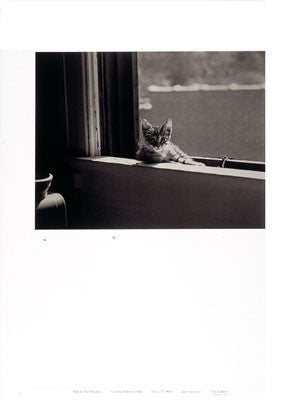 Kitty in the Window by Jim Holmes Art Print - Charming 24x18 " Cat Wall Décor