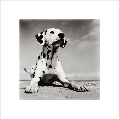 Dalmation Puppy by Birgit Utech Wall Art Décor 15 3/4 x 15 3/4 Art Print