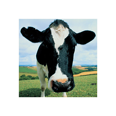 Cow by Peter Cade Wall Art Décor 15 3/4 x 15 3/4 Art Print