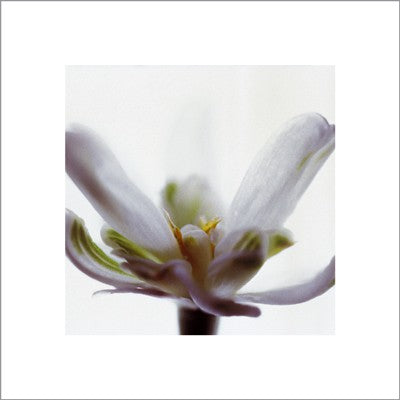 White Flower by Jan Holland Wall Art Décor 15 3/4 x 15 3/4 Art Print
