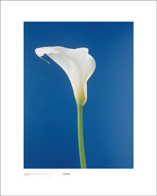 Cala Lily, Nature's White on Deep Blue by Masao Ota Wall Art Décor 19 ¾ x 15 ¾ Art Print
