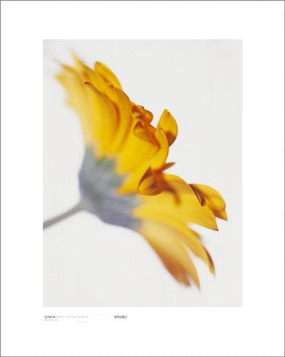 Gerbera, Bright Yellow on White by Michael Banks Wall Art Décor 19 3/4 x 15 3/4 Art Print