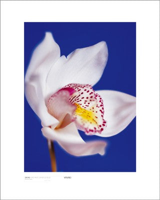 Orchid, Pure White on Reflex Blue by Masao Ota Wall Art Décor 19 3/4 x 15 3/4 Art Print
