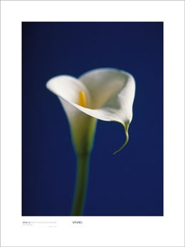 Arum Lily, White on Blue Background by Alex Sedgwick Wall Art Décor 31 1/2 x 23 1/2 Art Print