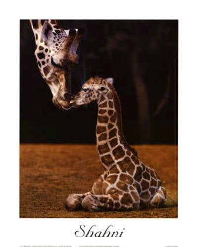 Framed Shahni by Ron D’Raine | 31 ¼ x 23 5/8