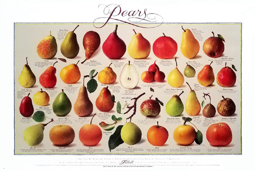 Framed Pears (Horizontal) by Barbara Flores | 24 x 36