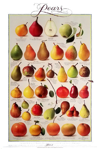 Framed Pears (Vertical) by Barbara Flores | 36 x 24