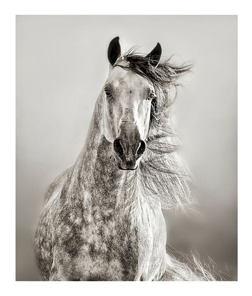 Framed Caballo de Andaluz by Lisa Dearing | 20 x 17