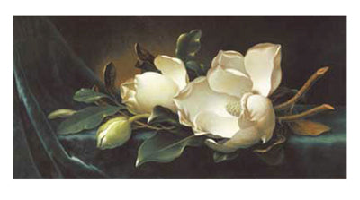 Framed Magnolia Blossoms on Blue Velvet by Martin Johnson Heade