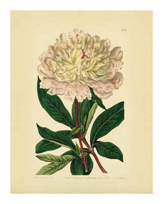 Framed Botanical Series 630 10 x 8