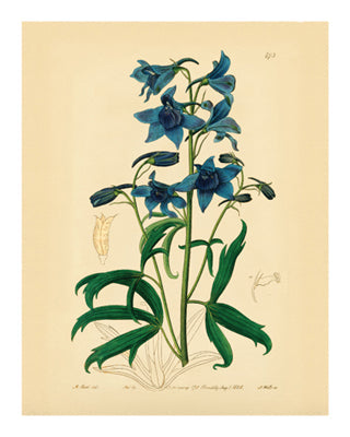 Framed Botanical Series 473 10 x 8