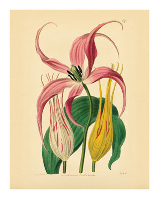 Framed Botanical Series 127 10 x 8
