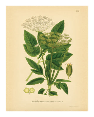 Botanical Series 262 by Anon Wall Art Décor 10 x 8 Art Print
