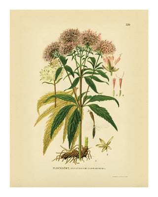 Framed Botanical Series 520 10 x 8