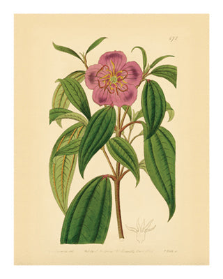 Framed Botanical Series 672 10 x 8