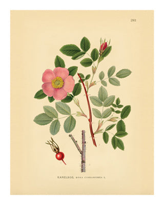 Framed Botanical Series 293 10 x 8