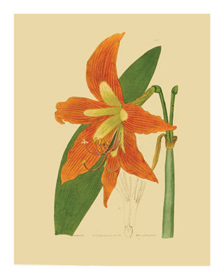 Framed Botanical Series 226 10 x 8