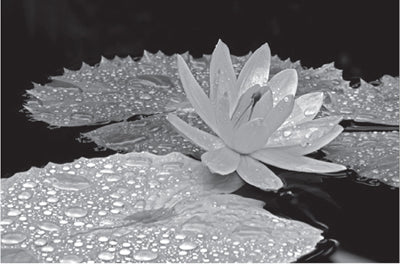 Droplets on Water Lily by Dennis Frates Wall Art Décor 8 x 10 Art Print