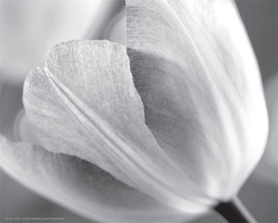 Tulip I by Dennis Frates Wall Art Décor 8 x 10 Art Print