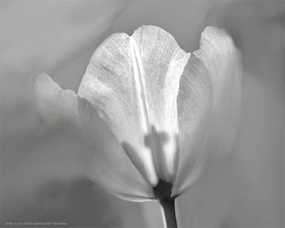 Tulip II by Dennis Frates Wall Art Décor 8 x 10 Art Print