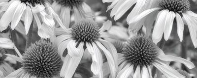 Echinacea Sunrise by Dennis Frates Wall Art Décor 8 x 20 Art Print