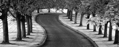 Maple Tree Lined Drive by Dennis Frates Wall Art Décor 8 x 20 Art Print