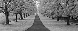 Maple Lined Road by Dennis Frates Wall Art Décor 8 x 20 Art Print