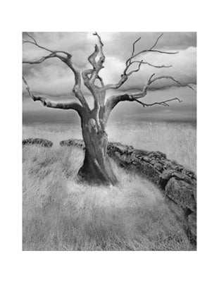 Framed The Meadow by Ellen Fisch | 18 x 14