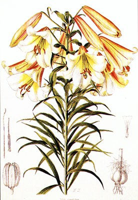 Lilium Centifolium by Lilian Snelling Wall Art Décor 20 x 14 Art Print
