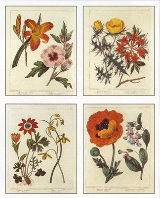 Botanical, 4 Up by Edwards Wall Art Décor 22 x 18 Art Print