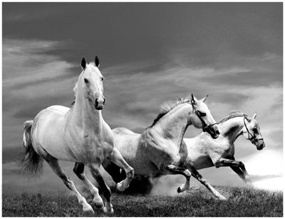 White Stallions by Anon Wall Art Décor 14 x 18 1/4 Art Print