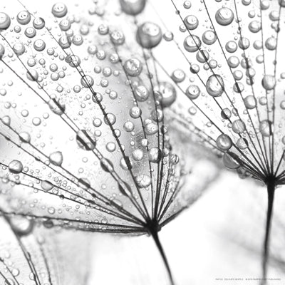 Delicate Wisps II by Anon Wall Art Décor 12 x 12 Art Print