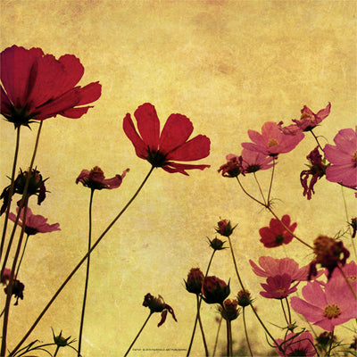 Framed Country Poppies 12 x 12