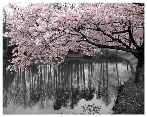 Framed Violet Reflections II 11 1/2 x 14 1/2