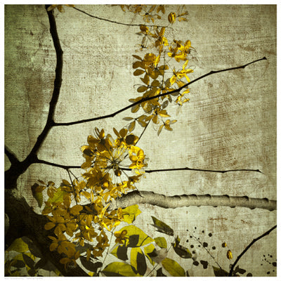 Framed Yellow Kerala Blossoms 16 1/2 x 16 1/2