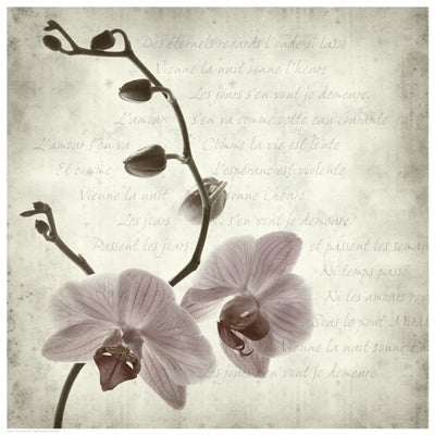 Framed Retro Orchid 16 1/2 x 16 1/2