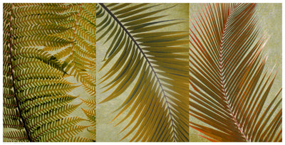 Palm Trio I by Anon Wall Art Décor 12 1/2 x 24 1/2 Art Print