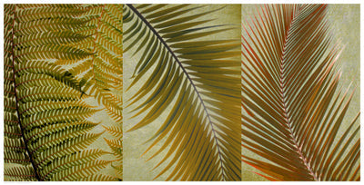Framed Palm Trio I 12 1/2 x 24 1/2