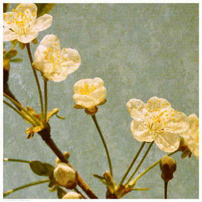 Blossoming Branch by Anon Wall Art Décor 16 1/2 x 16 1/2 Art Print