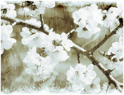 Framed White Blossoms in Sepia 14 x 18 1/4