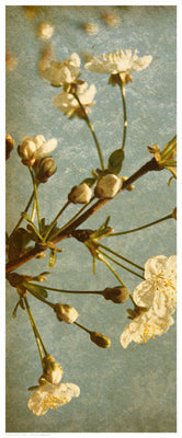 Framed Bloom in Spring I 20 1/2 x 8 1/2