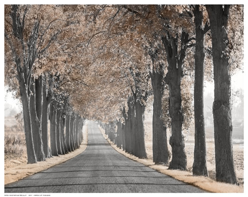 Framed Road Through Tree Alley 11 ½ x 14 ½