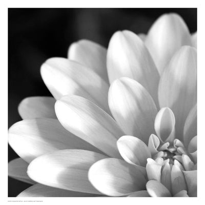 Radiating Petals by Anon Wall Art Décor 13 x 13 Art Print