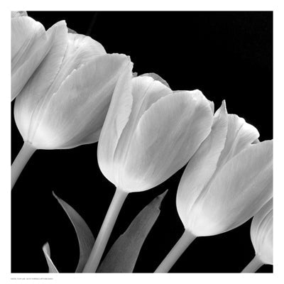 Framed Tulip Line 13 x 13