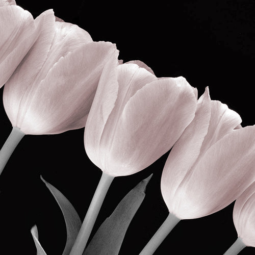 Tulip Line Tinted by Anon Wall Art Décor 8 x 8 Art Print